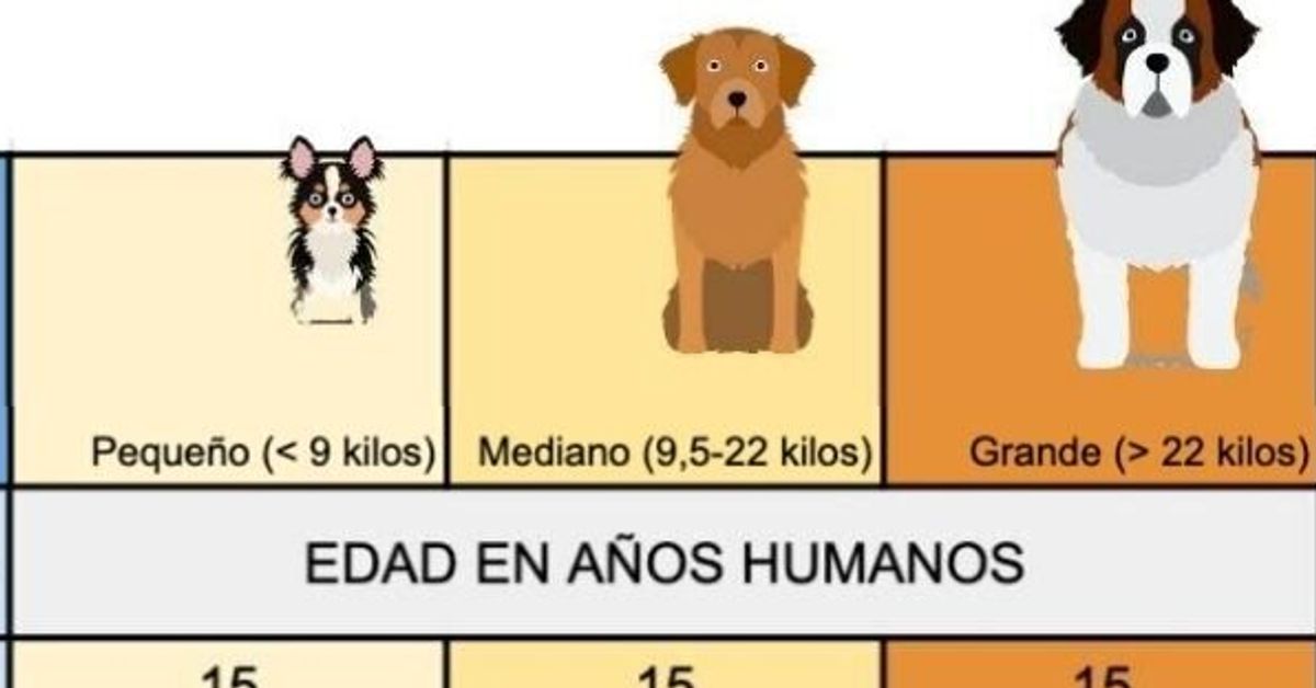 Cuál es la equivalencia la edad de un perro y la edad humana El HuffPost Life