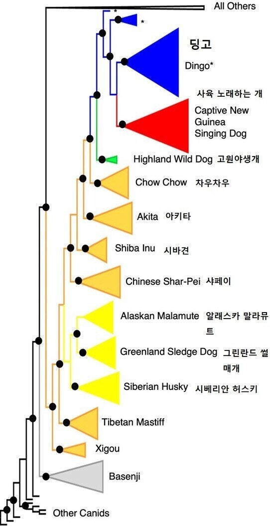 이번에 원종으로 확인된 고원 야생 개(연두색 화살표)와 다른 고대개 품종 사이의 유전적 거리.