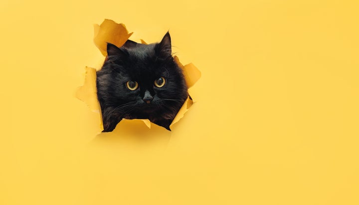 Gatos que saem para a rua também precisam ser higienizados quando voltam para casa.