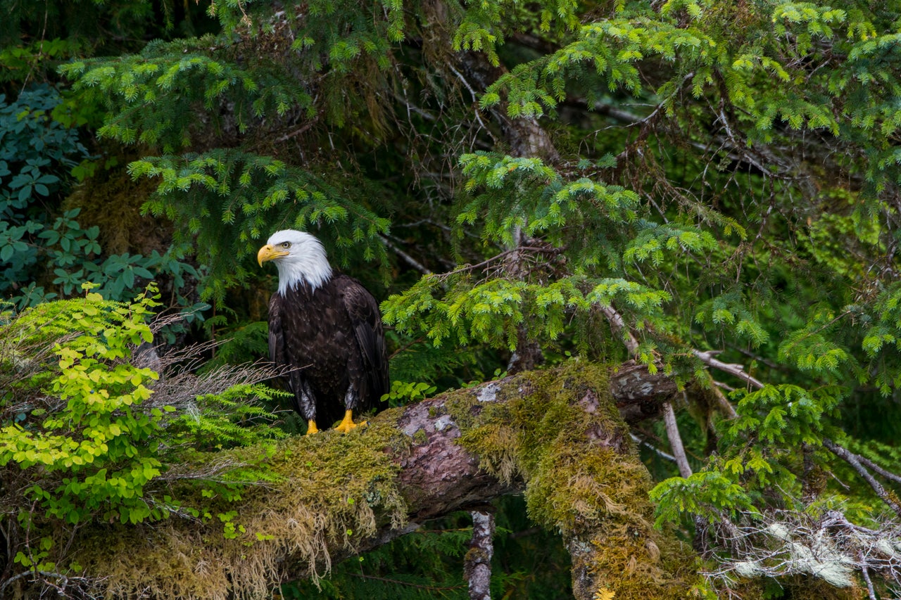 A bald eagle on a moss-covered tree in the forest along the shoreline of Takatz Bay. The forest hosts the largest known concentration of these birds.