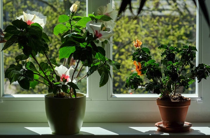 家の外にある植木鉢は前もって室内に移動させておきましょう