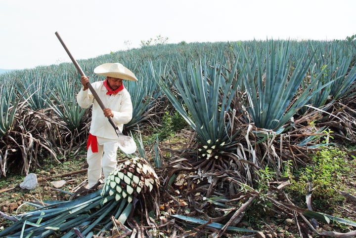 A jimador works the agave field in Tequila, Jalisco, Mexico.