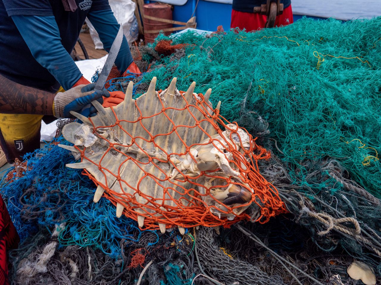 Nearly half of the waste is discarded fishing gear, in which marine animals (like turtles in the photo) can become fatally entangled.