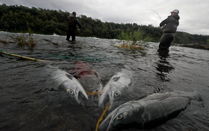 Sockeye salmon are tethered to the shore along the fast-moving current of the rapids on the Newhalen River near Iliamna in Al