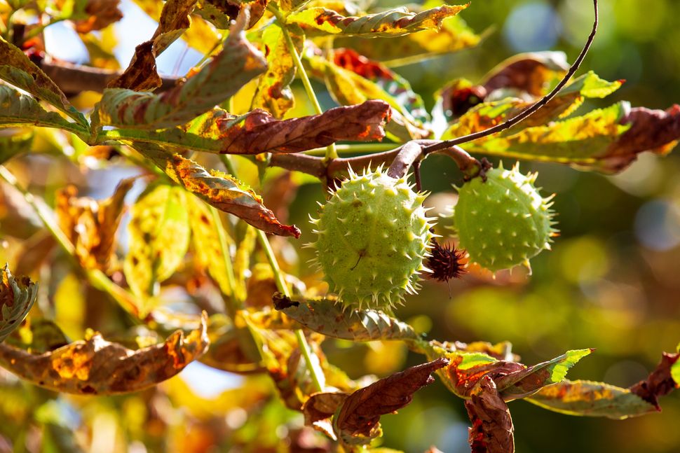 Chestnuts are another autumn highlight