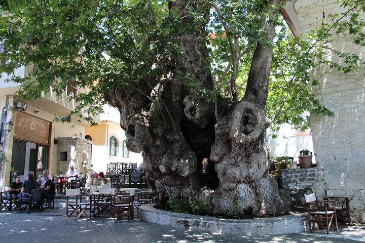 Άνω Βιάννος, ο μεγάλος, αιωνόβιος πλάτανος. Η ηλικία του δεν έχει ακόμη υπολογιστεί με ακρίβεια.