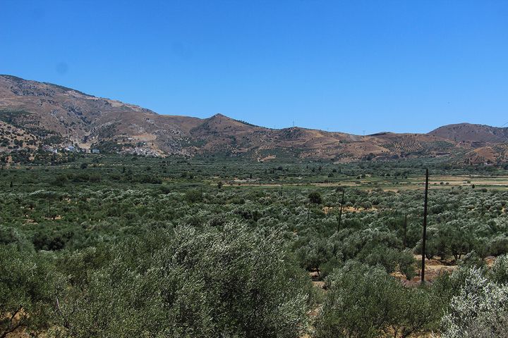 Βιάννος, ελαιώνες στο φύσημα του ανέμου.