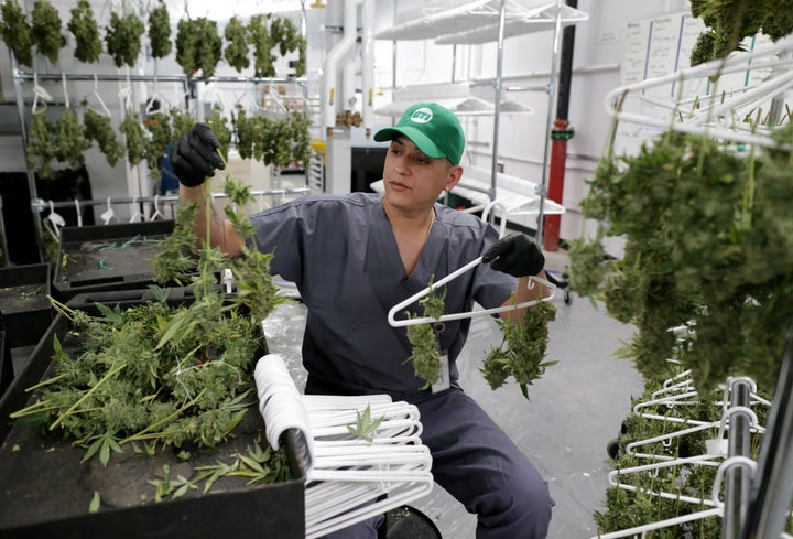 Jonell Santiago works at Green Thumb Industries cultivation center in Holyoke on Jan. 31, 2019. Mayor Alex Morse recruited the cannabis grower to open its business in one of Holyoke's defunct mills. Morse's tenure has been marked by big accomplishments and constant resistance from the city's old guard.