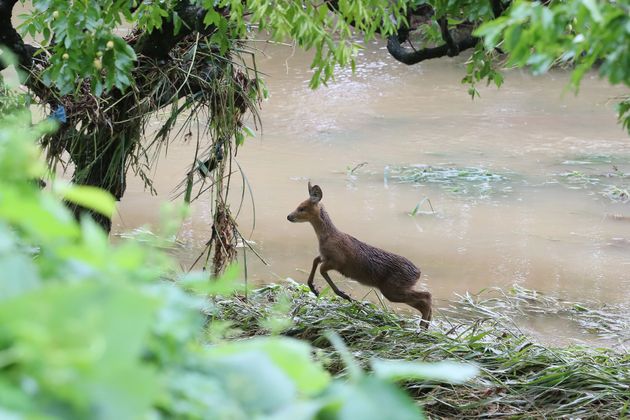 On the afternoon of the 7th, a young moose in the Maejeon-myeon River, Cheongdo-gun, Gyeongsangbuk-do, after Typhoon Highsun sprayed heavy rain.  The villagers ...