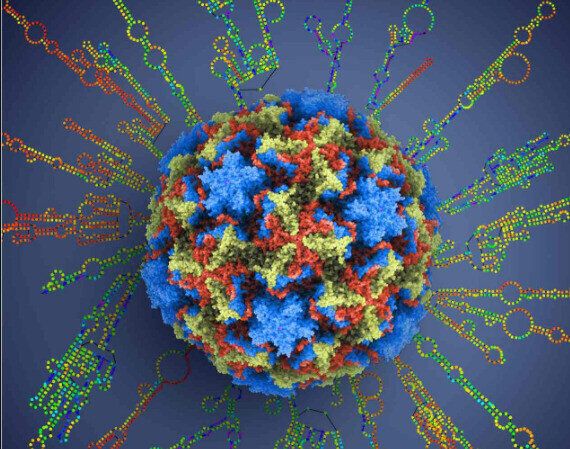 리노 바이러스의 구조.  리노 바이러스의 단백질 껍질도 코로나 바이러스처럼 여러 돌기 단백질이있다.  '사이언스'2009 년의 표지