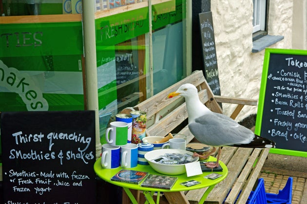 Seagull permitting, of course...
