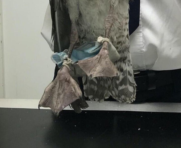 함부로 버려진 일회용 마스크가 야생동물들을 해칠 수 있다는 지적이 나오고 있다.