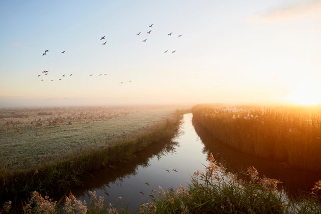 Idyllic landscape and flying geese at sunrise, rural scene