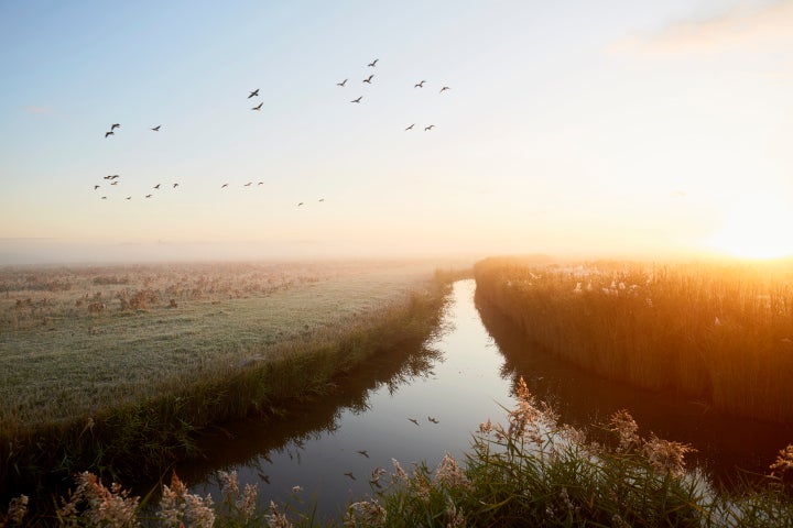 Idyllic landscape and flying geese at sunrise, rural scene