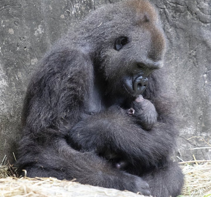 Tumani, a critically endangered western lowland gorilla holds her newborn at an enclosure at the Audubon Zoo, following its birth on Friday, Sept. 4, 2020, in New Orleans. It's Audubon's first gorilla birth in nearly 25 years and the first offspring for the 13-year-old gorilla.