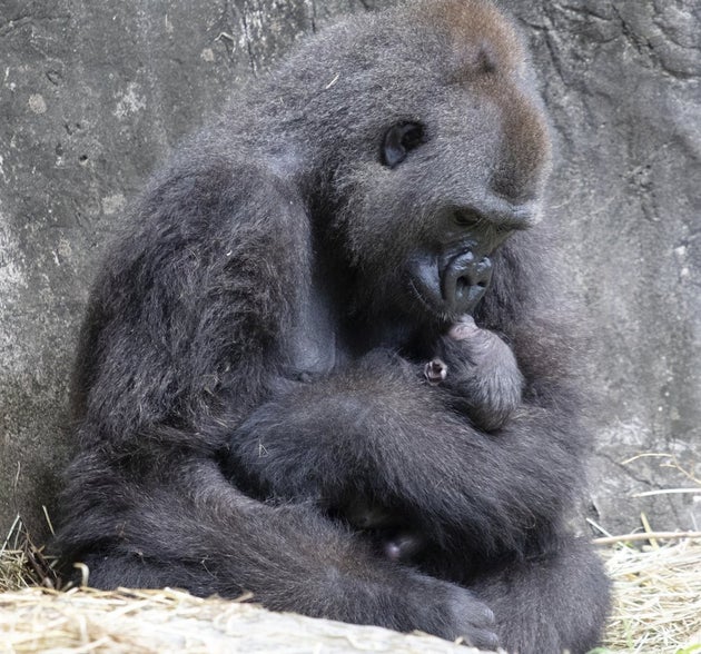 Tumani, a critically endangered western lowland gorilla holds her newborn at an enclosure at the Audubon...