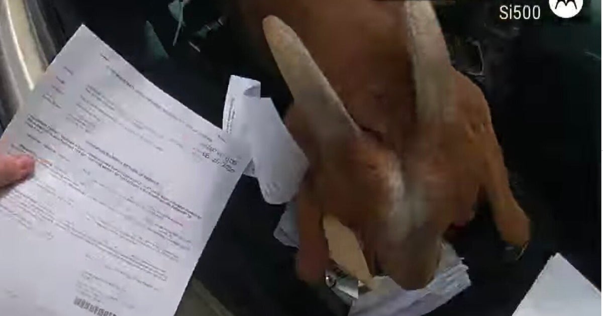 ヤギがパトカーを占拠 保安官代理の制止を振り切って書類を食べ続ける ハフポスト ヤギがパトカーを占拠 保安官代理の制止を振り切って書類を食べ続ける ハフポスト