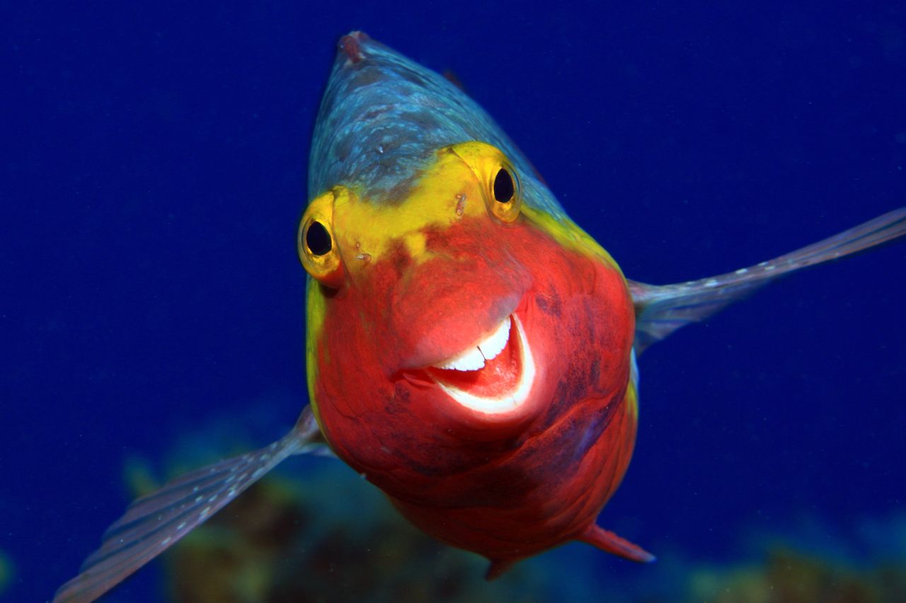 “Smiley” is an image of a Sparisoma cretense in El Hierro, Canary Islands.