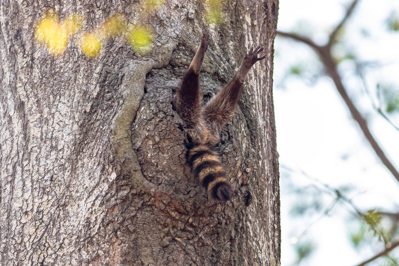 “Almost Time to Get Up” captures a raccoon in Newport News, Virginia.