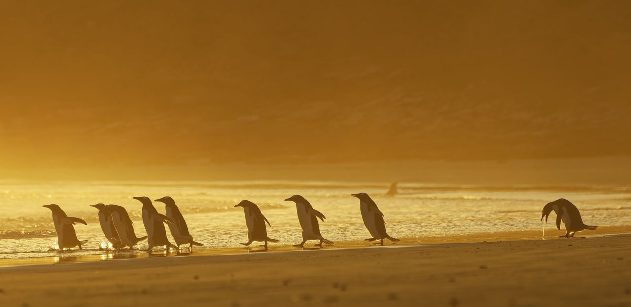 “I Could Puke” shows a group of gentoo penguins in the Falkland Islands at sunrise.