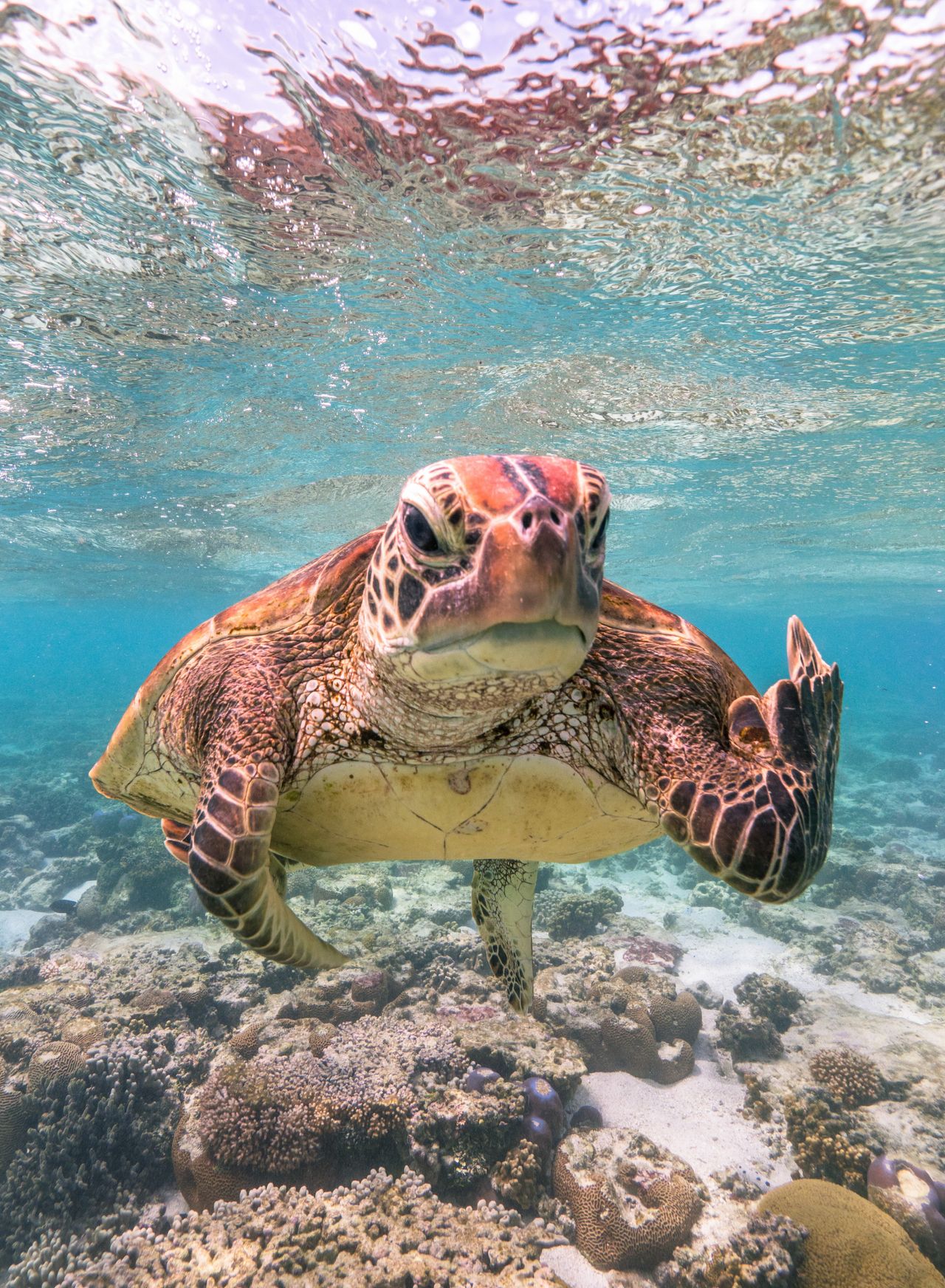 "Terry the Turtle Flipping the Bird" was taken in Lady Elliot Island in Queensland, Australia.