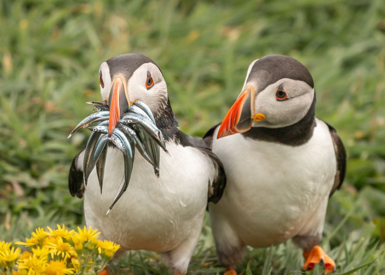 “Seriously, Would You Share Some” is a photo of puffins in Scotland.