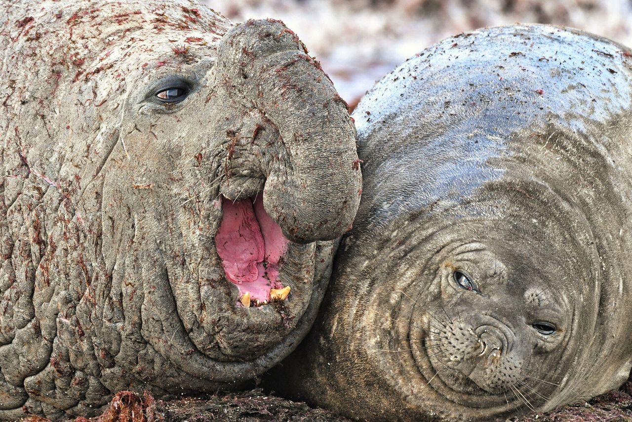 “I Had to Stay Late at Work” is a photo of elephant seals that was taken in Isla Escondida in Chubut province, Patagonia Argentina.