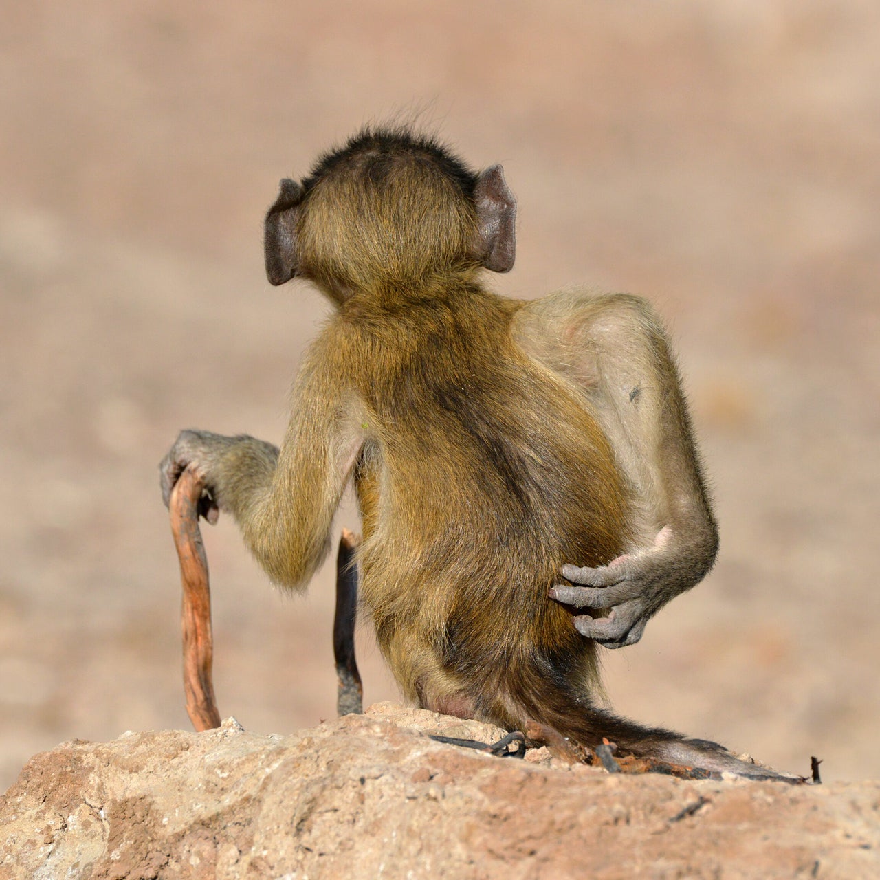 “Socially Uninhibited” features a chacma baboon in River Chobe, Botswana.