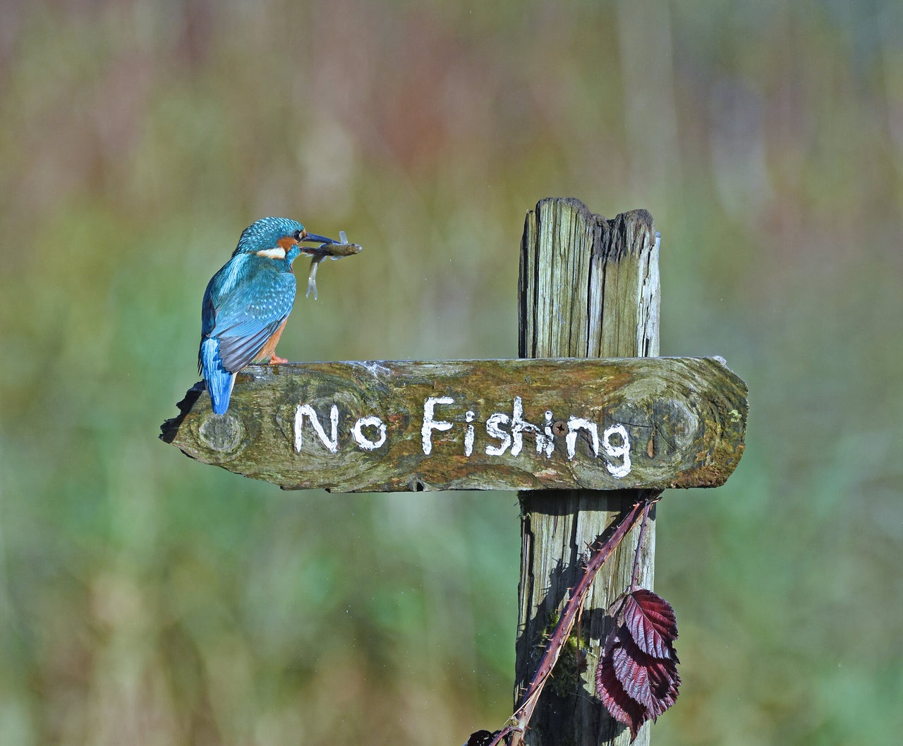 “It’s a Mocking Bird” is an image of a kingfisher that was taken in Kirkcudbright, United Kingdom.