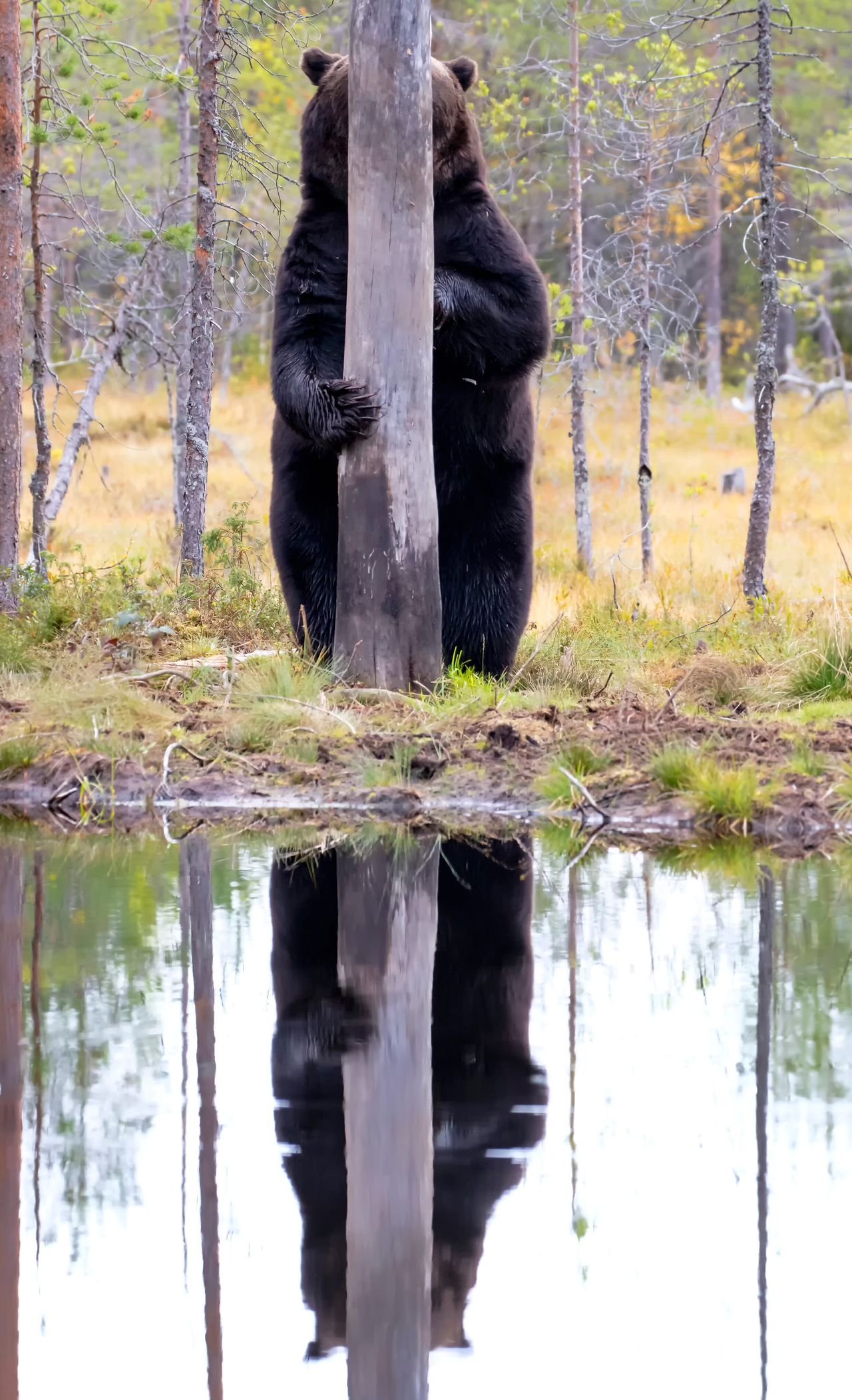 “Doggo” features a brown bear in Kuhmo, East Finland.