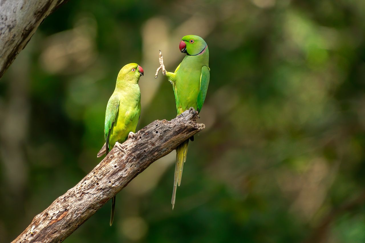 “Social Distance, Please!” features rose-ringed parakeets at Kaudulla National Park in Sri Lanka.