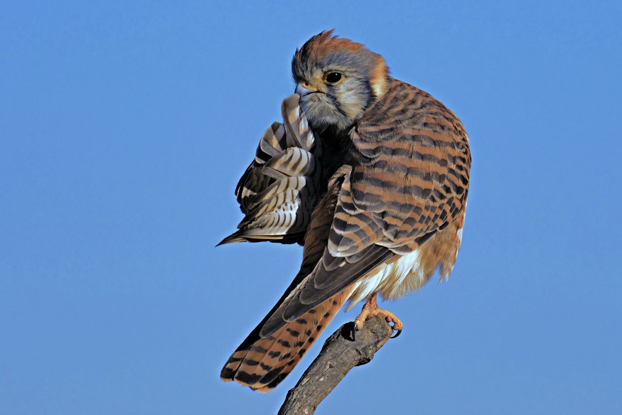 “Quiet Please” is a picture of a kestrel in Huntington Beach, California.