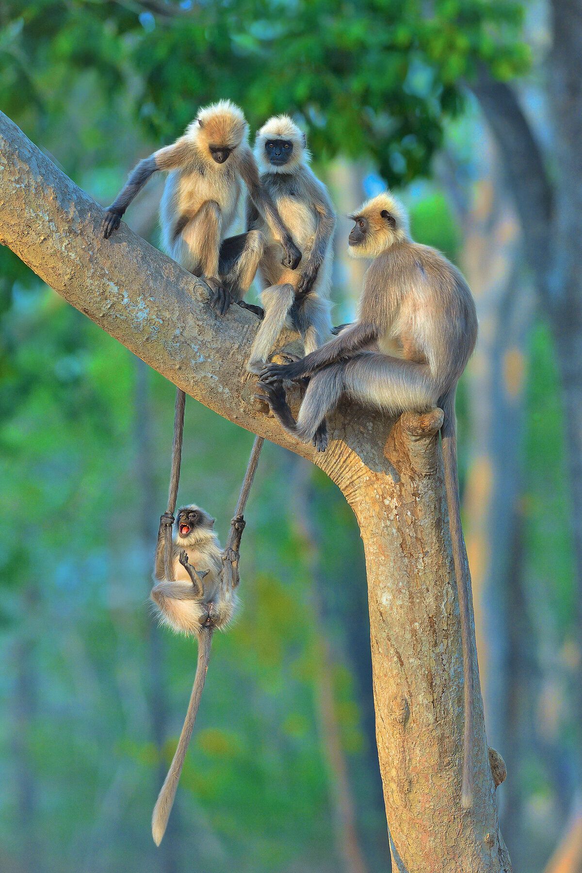 “Fun For All Ages” features langurs in Kabini, India.