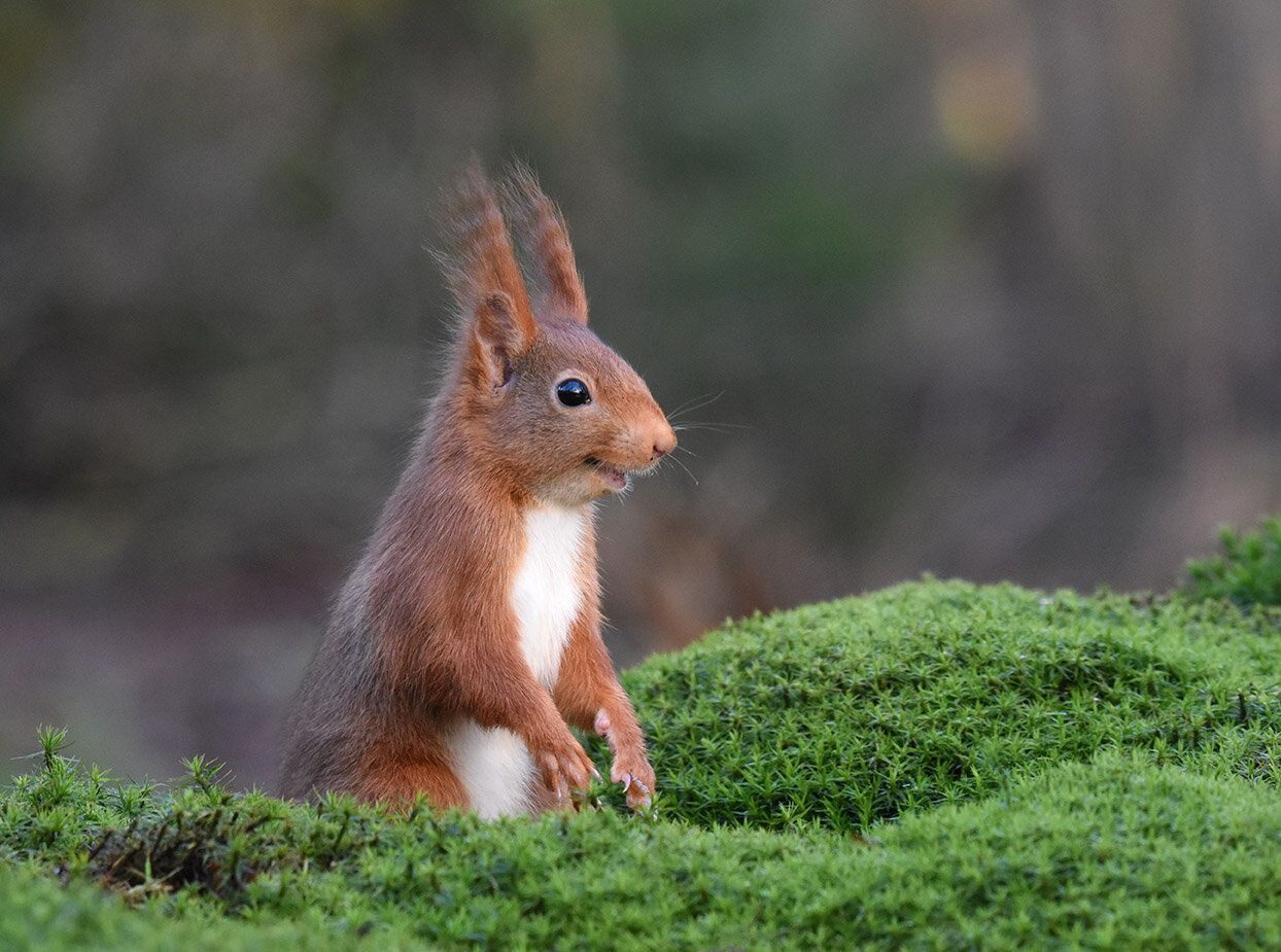“The Inside Joke” is a picture of a Eurasian red squirrel in Espelo, Netherlands.