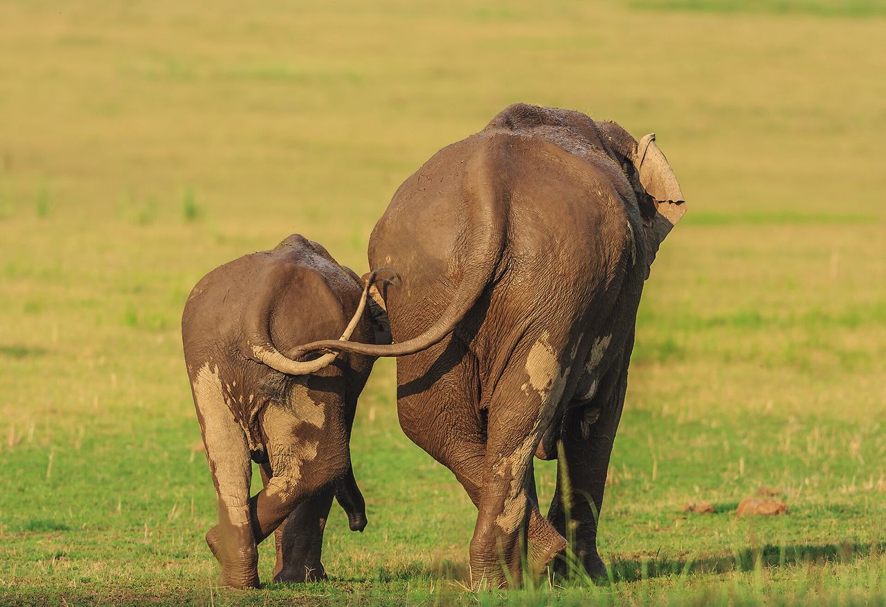 “Like Mother Like Daughter” features two Asian elephants at Corbett National Park in India.