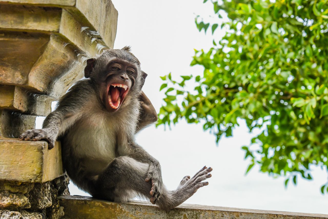 “Macaque Striking a Pose” features a macaque at Uluwatu Temple in Bali.