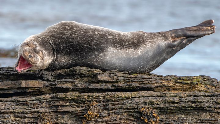 This photo, titled “Having a Laugh,” features a common seal in Caithness, Scotland.