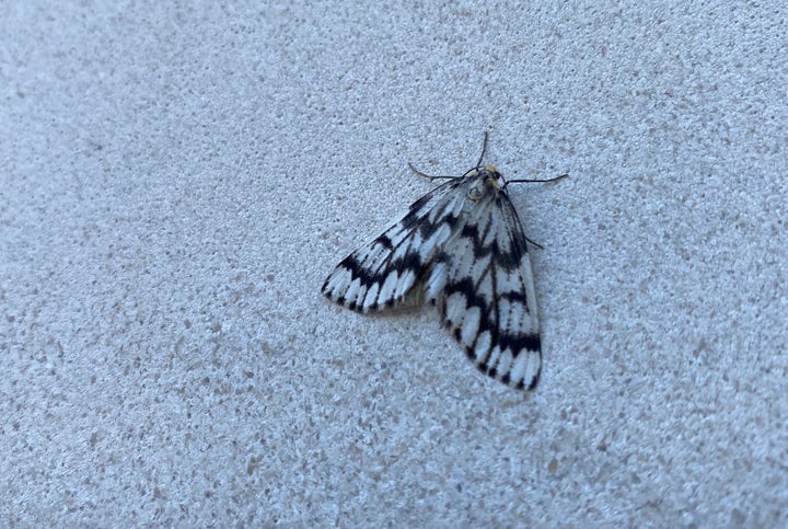 A western hemlock looper moth is pictured in Burnaby, B.C. on Sept, 10, 2020.