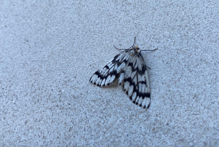 A western hemlock looper moth is pictured in Burnaby, B.C. on Sept, 10, 2020. 