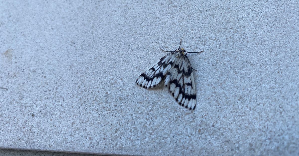 Why Are There So Many Moths In Vancouver? Don’t Be Alarmed HuffPost News