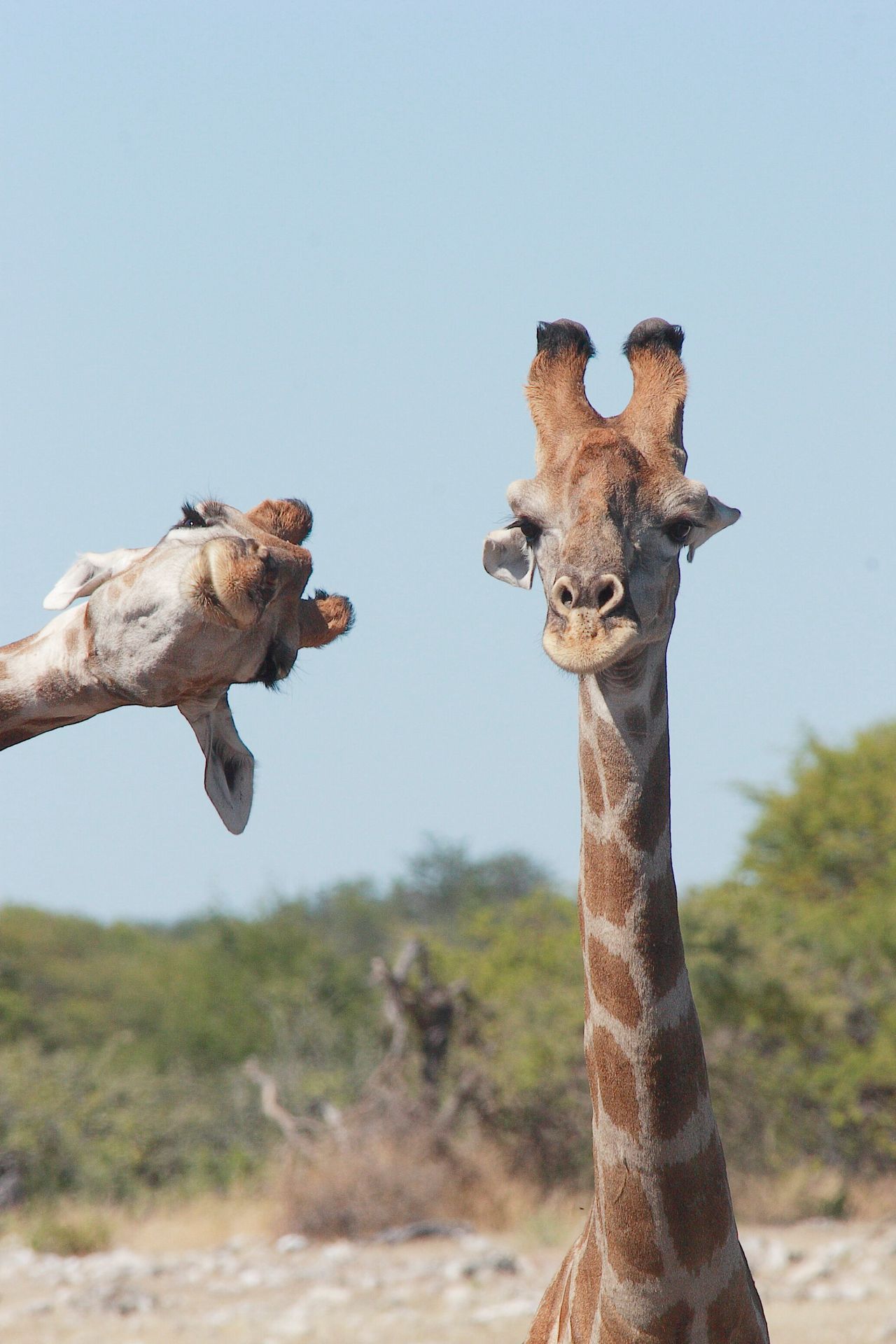 “Crashing into the Picture” shows a couple of giraffes in Etosha National Park, Namibia.