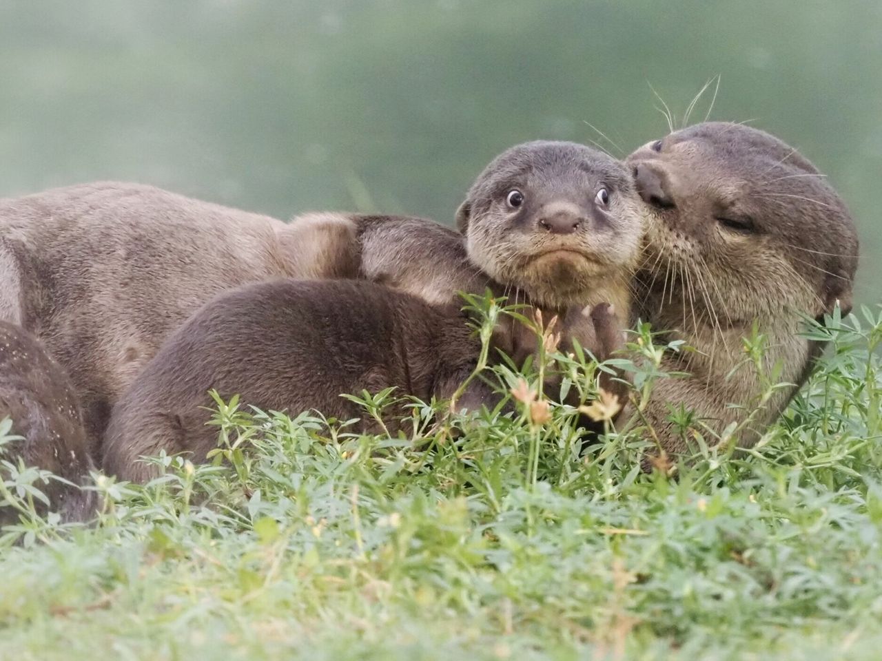 “It’s the Last Day of School Holidays” is an image of smooth-coated otters in Singapore.