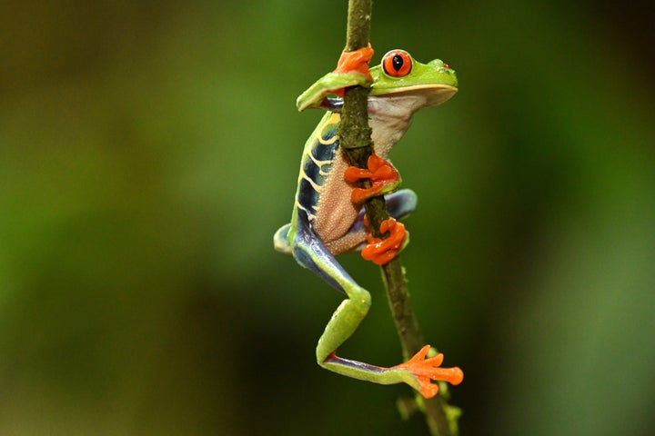 コスタリカで撮影されたアカメアマガエル