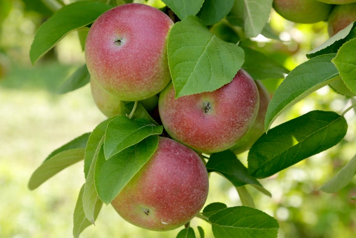Pas assez sucrée, la pomme McIntosh n'a tout simplement plus la cote dans les vergers et en magasin.