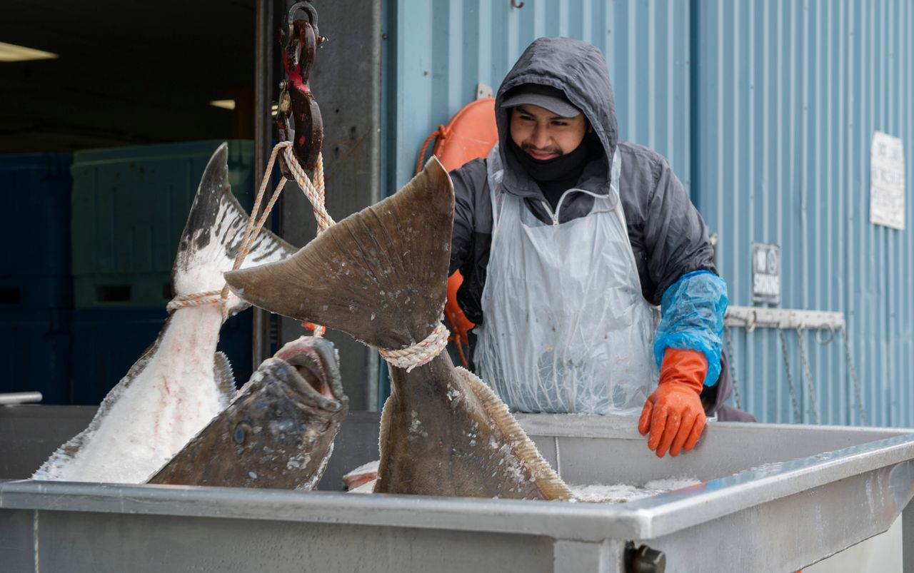Once caught, fish are kept on ice for the journey back to port, where they are processed and packed for delivery.