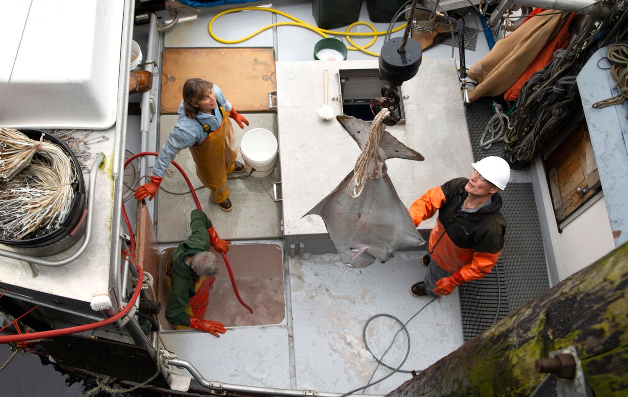 Linda Behnken (center), with her husband, Kent Barkhau (left), and Terry Perensovich unload halibut from the fishing vessel Woodstock on Sept. 9.