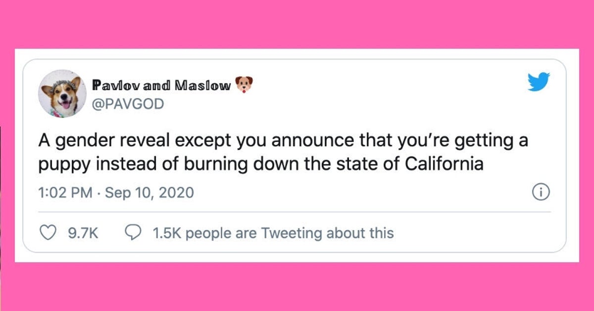 19 Of The Funniest Tweets About Cats And Dogs This Week Sept 5 11
