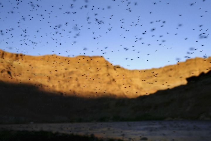 2004年にアリゾナ州のコロラド川で発生した蚊の大群（2004年9月26日撮影）