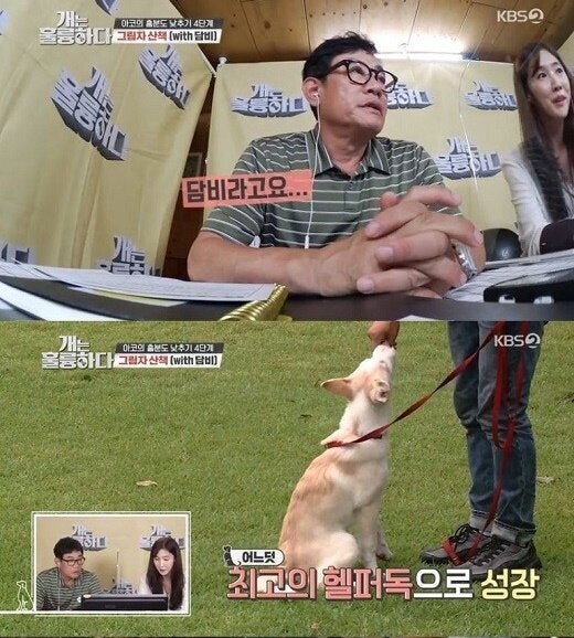 담비 이미지