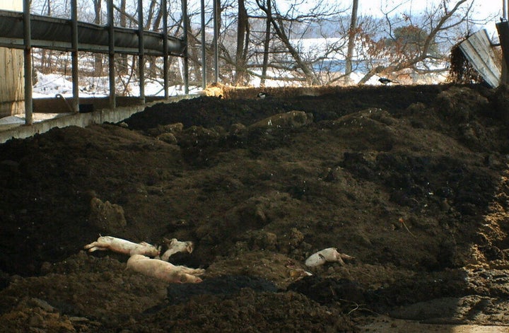 구제역은 인간에게 전파되지는 않는다. 그래서일까, 구제역으로 폐사한 동물들의 사체는 제대로 관리되지 않았다. 사체를 이렇게 방치하는 것은 2차 감염과 환경오염 문제를 일으킬 수도 있지만, 다른 생명을 존중하지 않는 인간성의 민낯을 보여주는 것 같아 더욱 씁쓸하다. 김현대 한겨레신문사 대표이사가 2011년 2월 기자 시절 촬영했다.